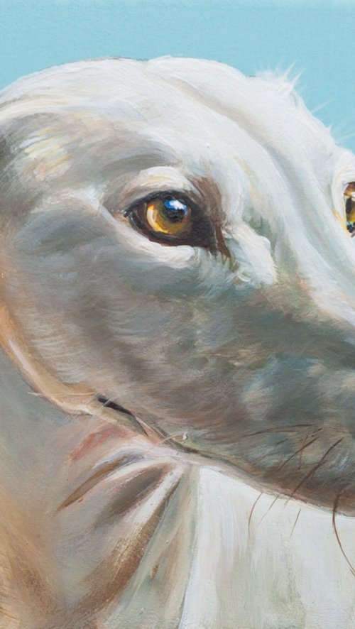 "Golden Gaze" - Greyhound Portrait by Norma Beatriz Zaro