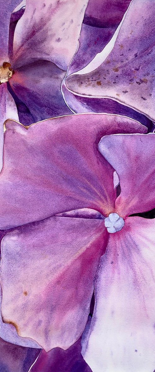Miss Hydrangea by Alona Hryn