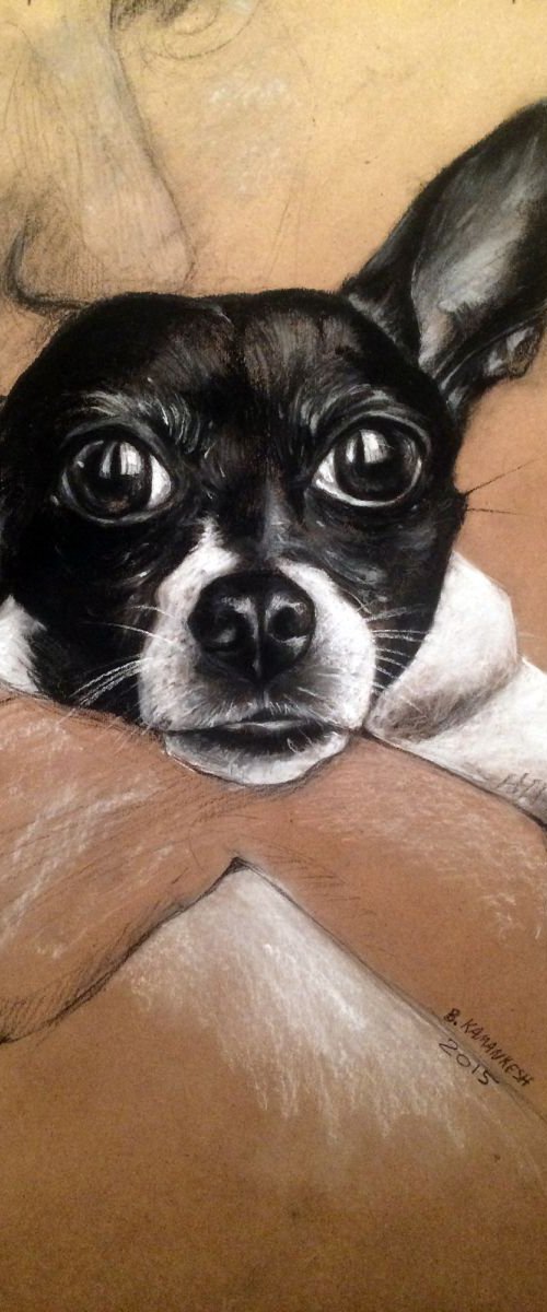 My Little Chihuahua Portrait by Bahareh Kamankesh