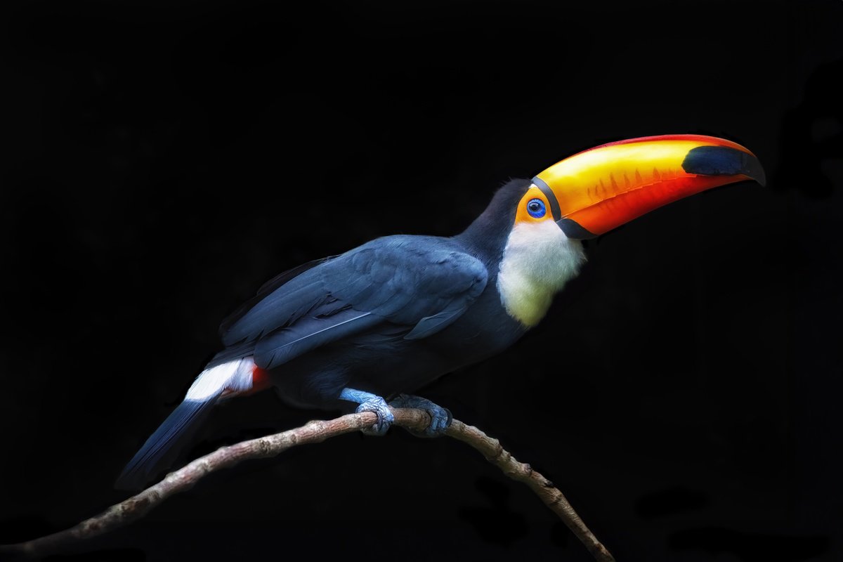 Animal Photograph By Paul Nash, 24 X 16", Toco Toucan On A Branch, Original Artwork