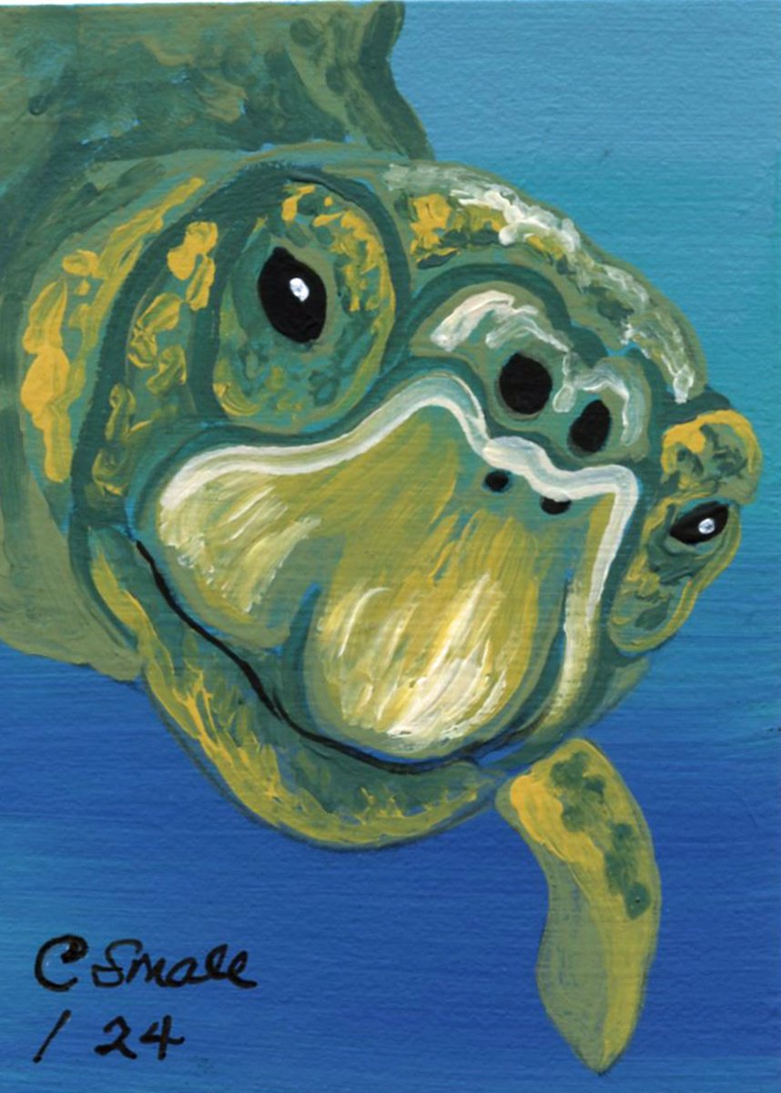 Loggerhead Turtle Gouache painting by Carla Smale | Artfinder