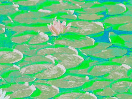 The Waterlilies