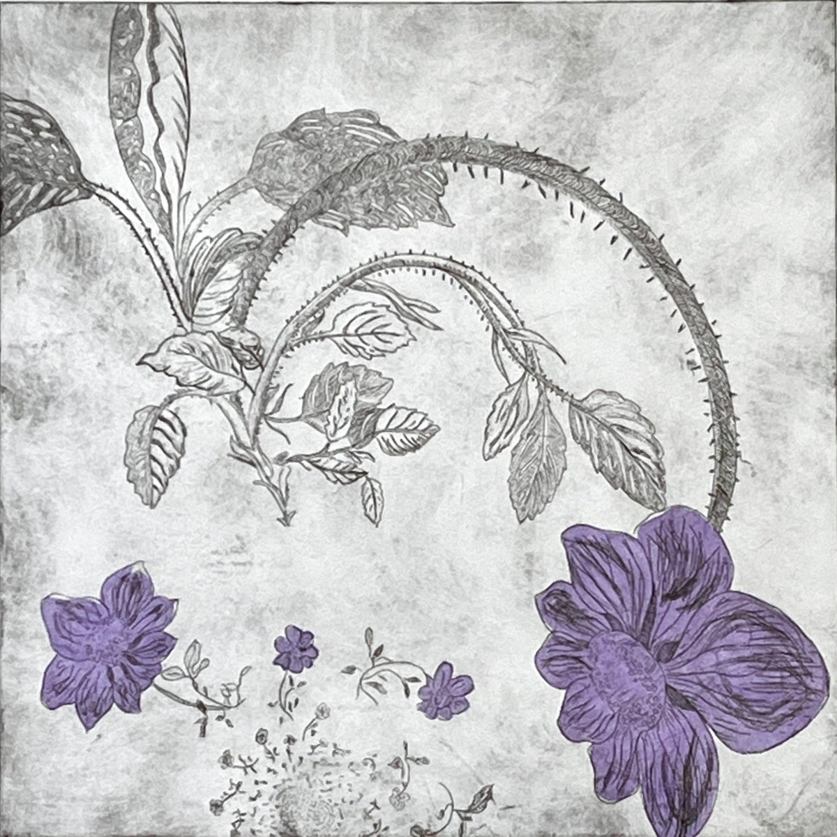 Botanical Etchings & Engravings By Michelle Hinshelwood, 15 X 15", Daydream, Original Artwork