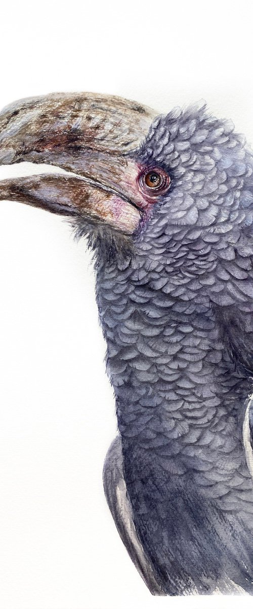 Grey-cheeked hornbill by Tetiana Savchenko