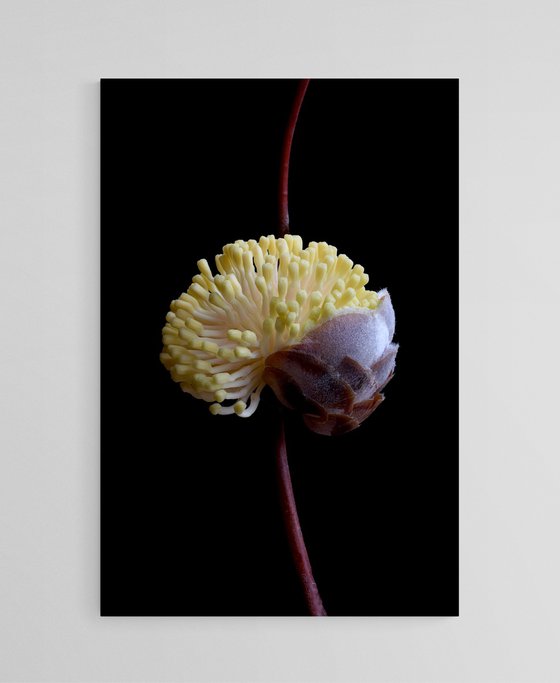 Hakea Blossoming
