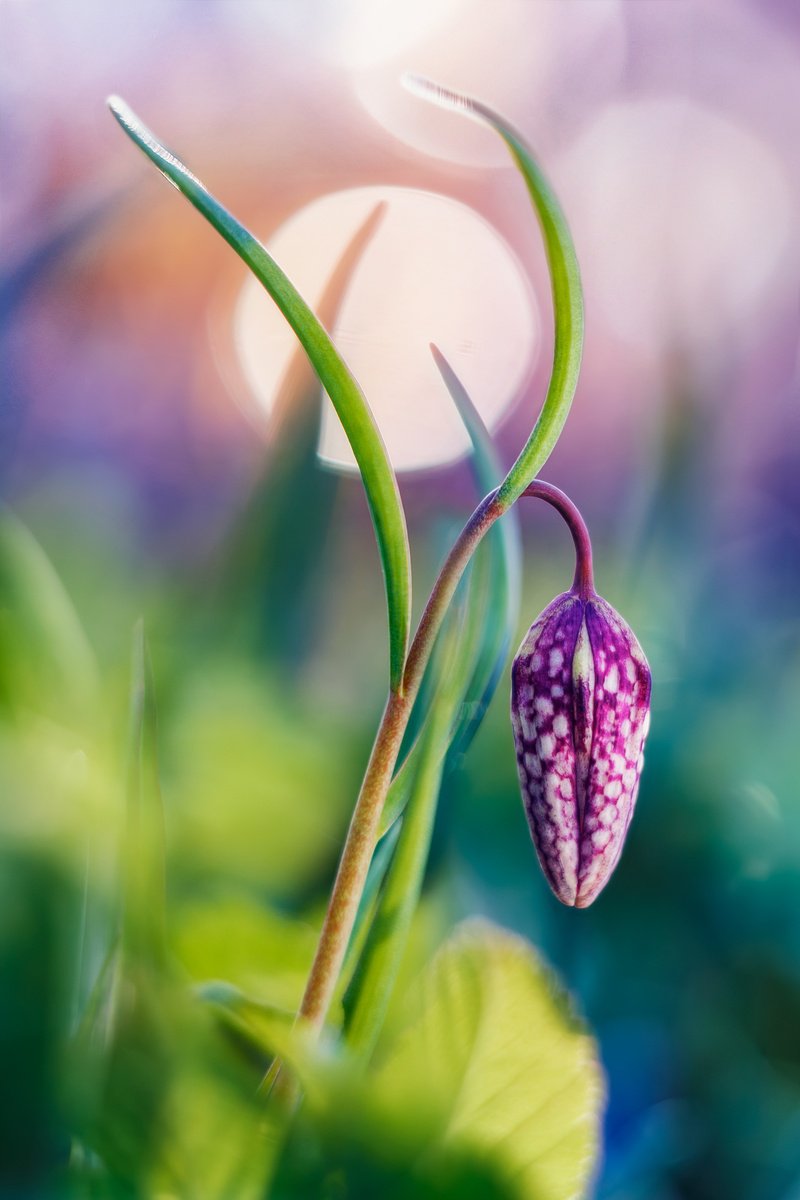 Tropical Dreams of Fritillaria by Inna Etuvgi