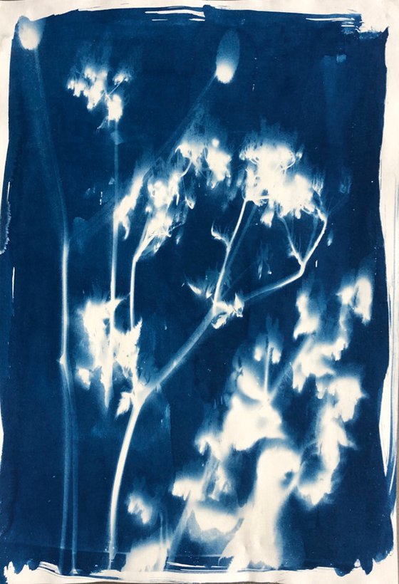 Blurred Flowers - Cyanotype