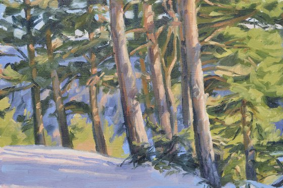 Winter afternoon on the Mézenc