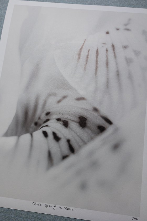 Where the Spring Born