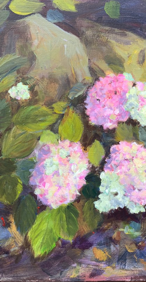 Hydrangeas and rocks by Shelly Du