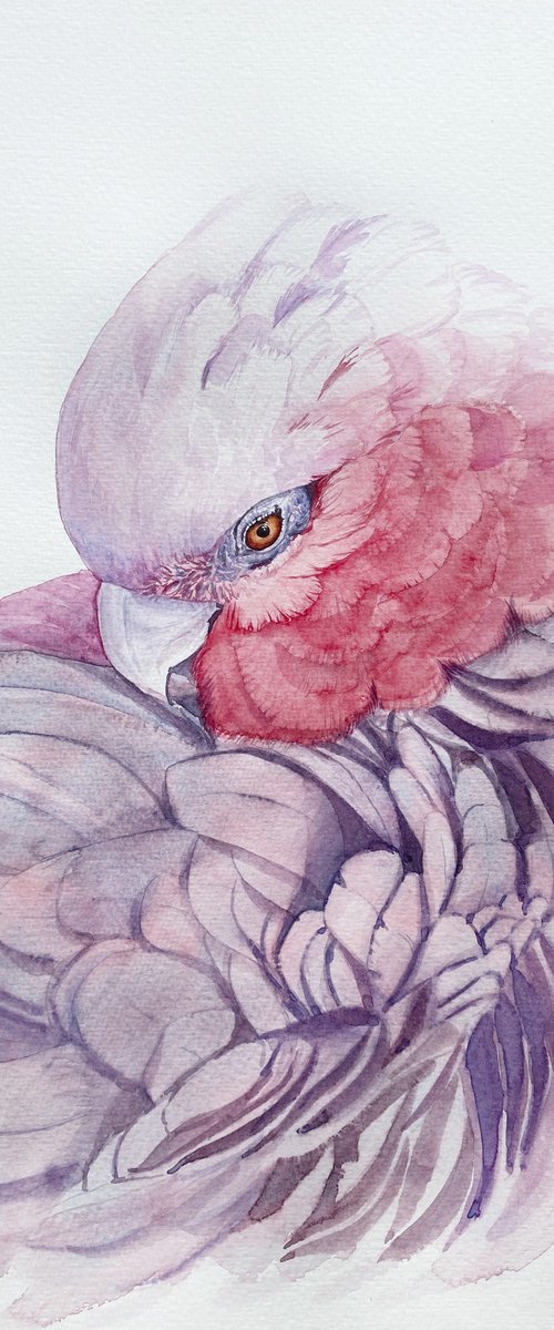 Portrait of Pink Galah Cockatoo in Sunlight 2 by Tetiana Savchenko