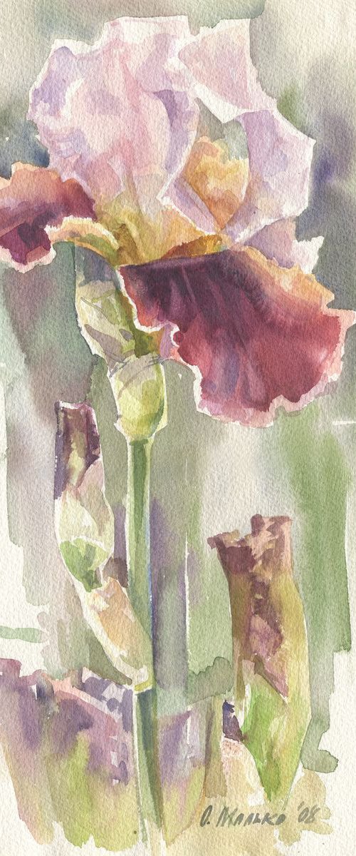 Burgundy iris flower / ORIGINAL watercolor 11x15in (28x38cm) by Olha Malko