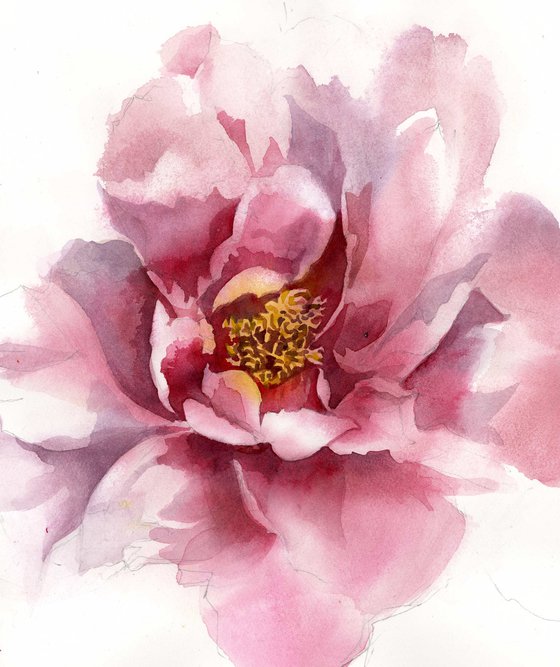 peony in pink watercolor floral