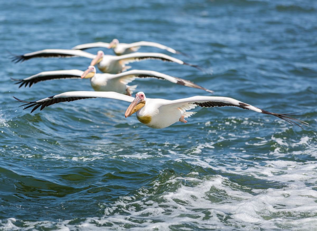 Walvis Bay Pelicans by Kevin Standage