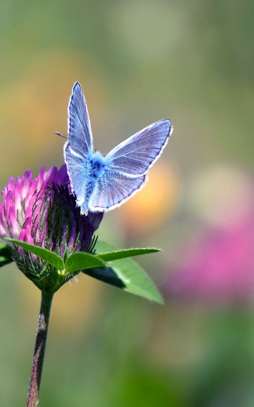 Butterfly and clover by Sonja  Čvorović