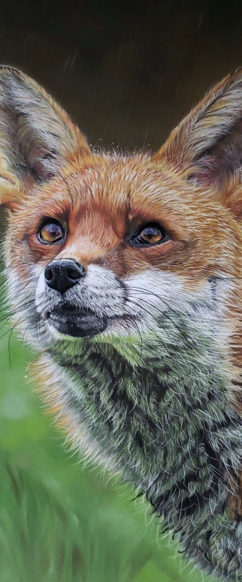 “Fox in the Rain” by Sarah Perry