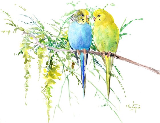 Parakeets