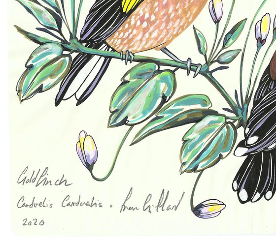 Goldfinch and Clematis