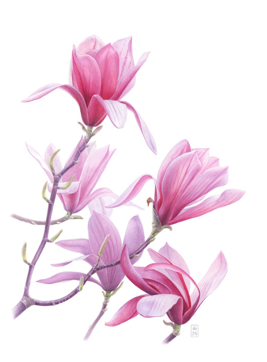 Photorealistic Botanical Watercolour By Yuliia Moiseieva, 11 X 15", Magnolia Breath, Original Artwork