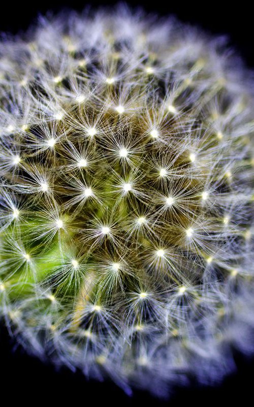 DANDELION (LIMITED EDITION 2/50) 12" X 8" by Laura Fitzpatrick