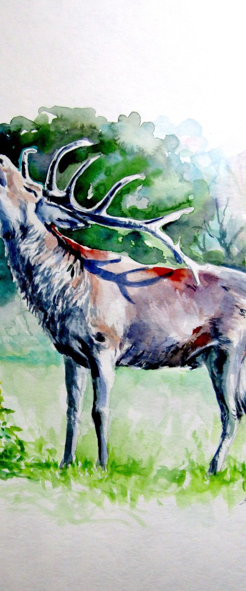 Stag roar II by Kovács Anna Brigitta