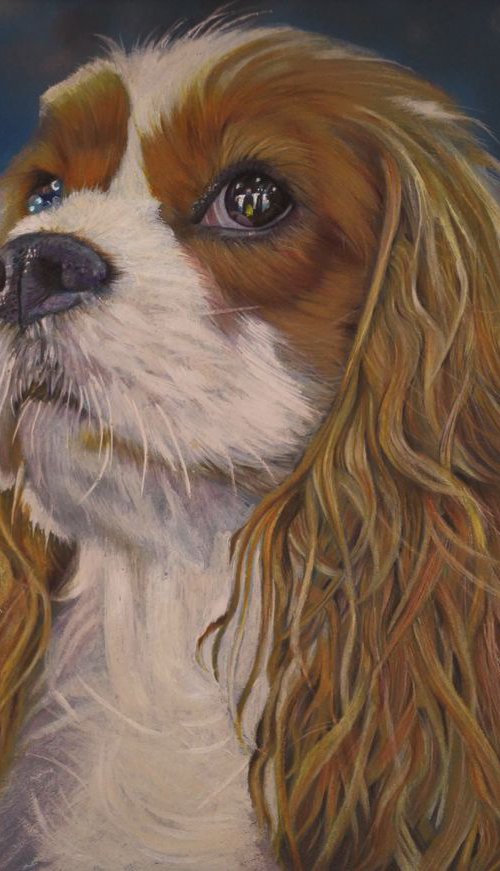 Cavalier King Charles Spaniel by Hendrik Hermans