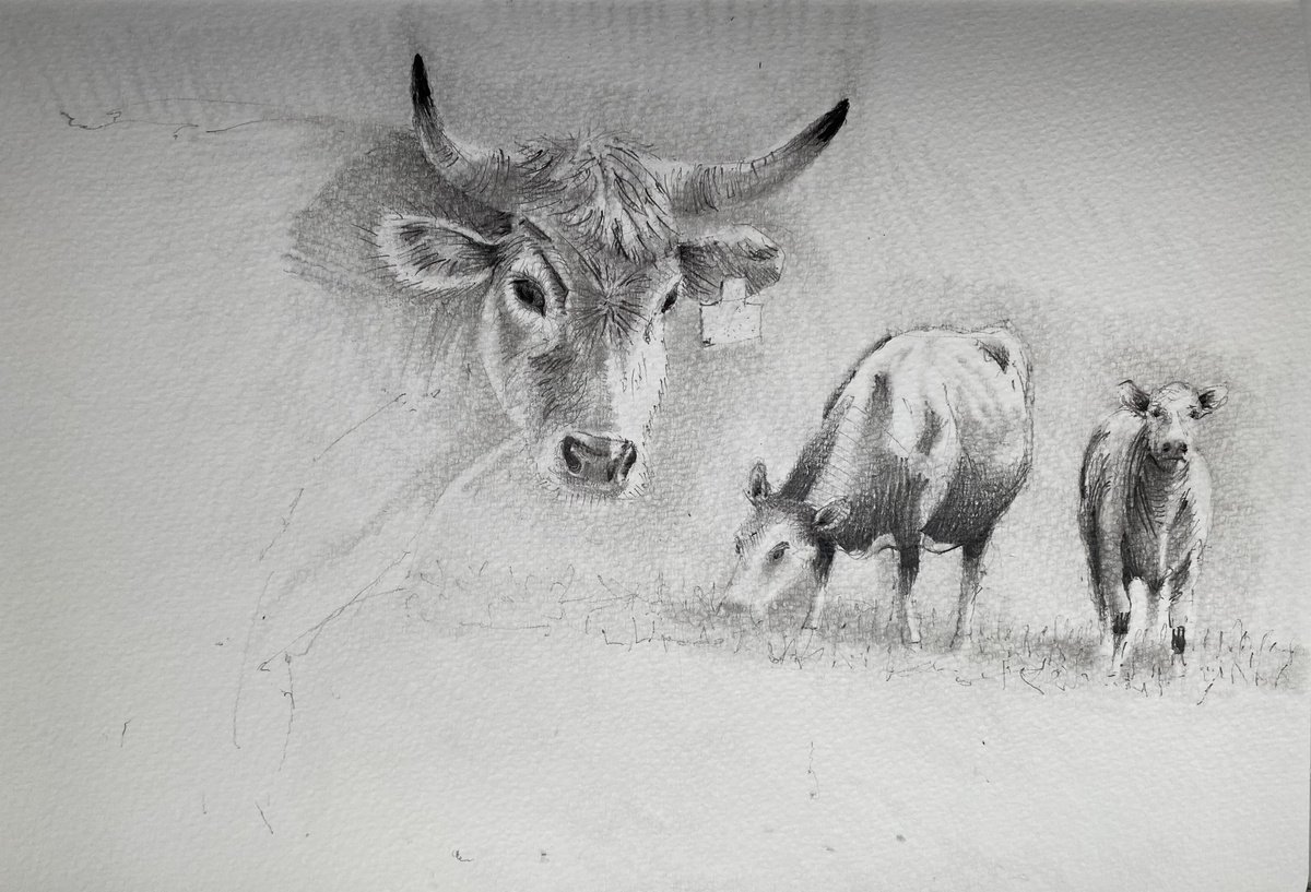 The shorthorn and her 2 friends-. by Paul Mitchell