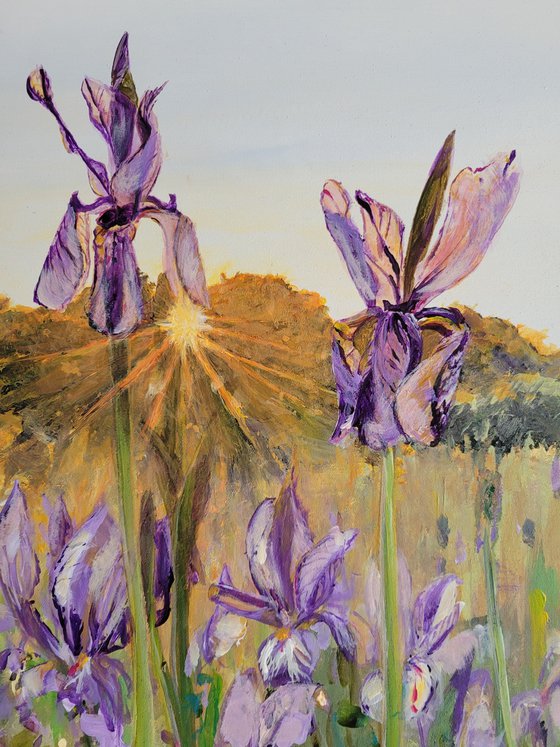 Iris in sunrise. Flower field.