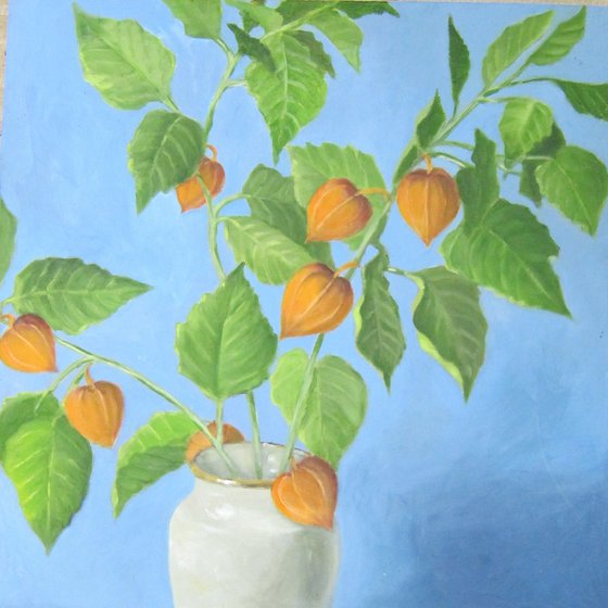 Chinese Lantern plant. (Physalis)