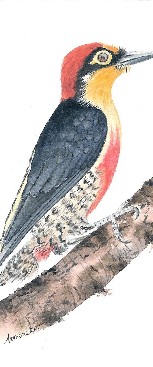 ''Yellow-fronted Woodpecker'' by Monica Rus