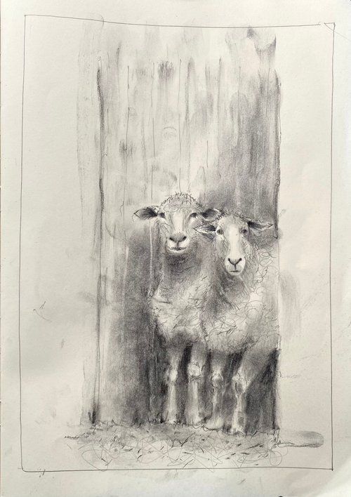 All sheep look the same…..dont they? by Paul Mitchell