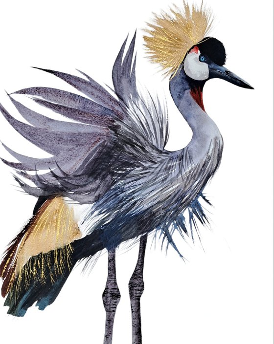 African crowned crane