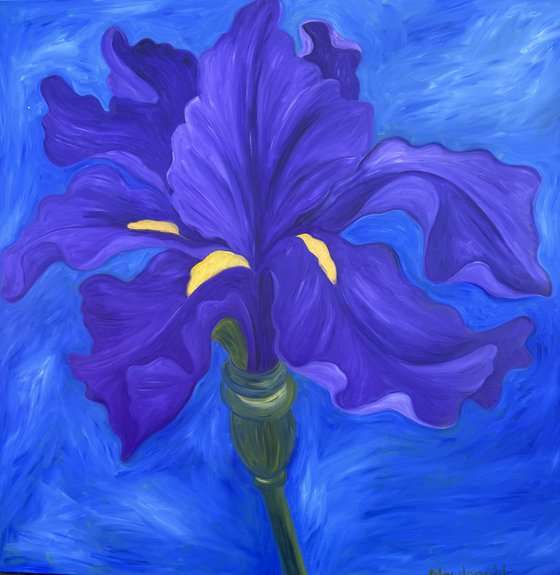 Giant Purple Iris