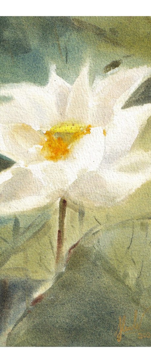 White Lotus by Hua Le