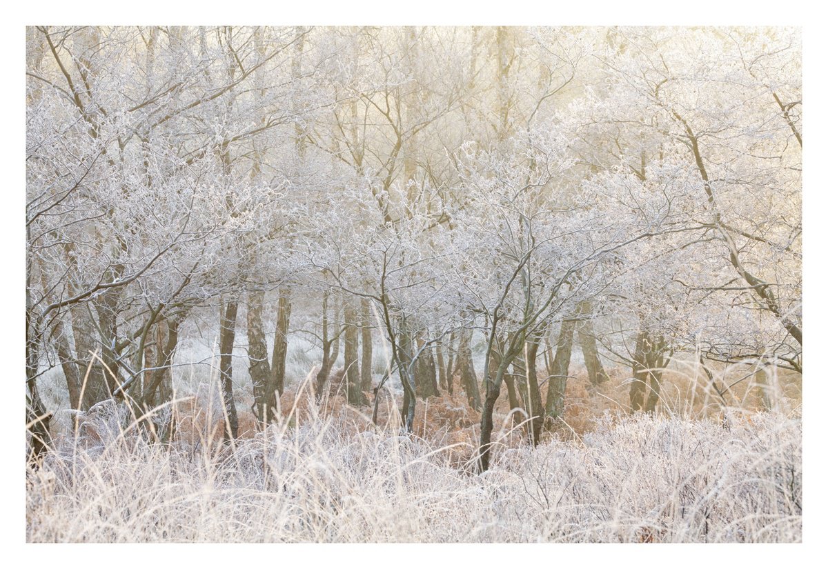 December Forest VIII by David Baker