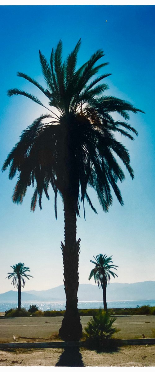 Palm Tree, Salton Sea, California by Richard Heeps