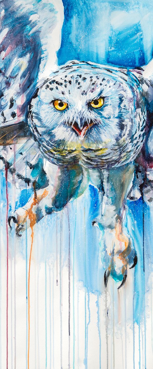 Snowy owl by Kovács Anna Brigitta
