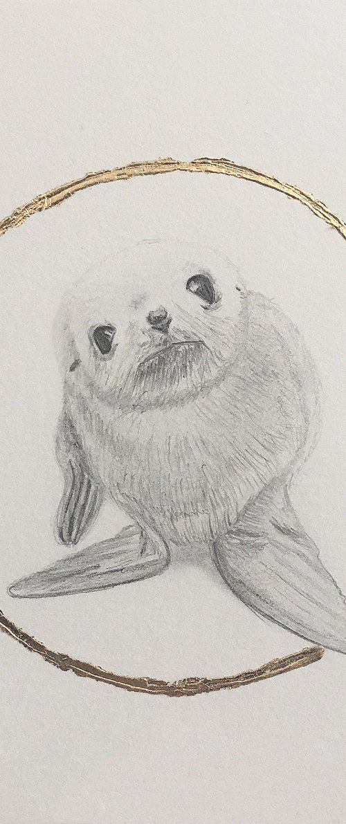 Seal drawing. by Amelia Taylor