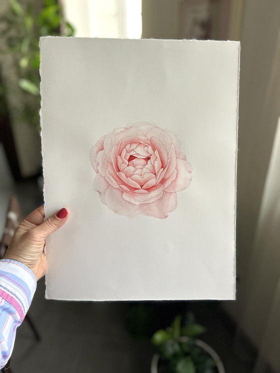 A rose of a delicate pink colour. Original watercolor artwork.