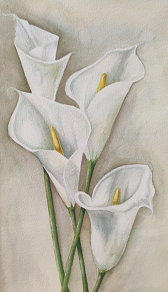 Calla. Watercolor painting by Svetlana Vorobyeva