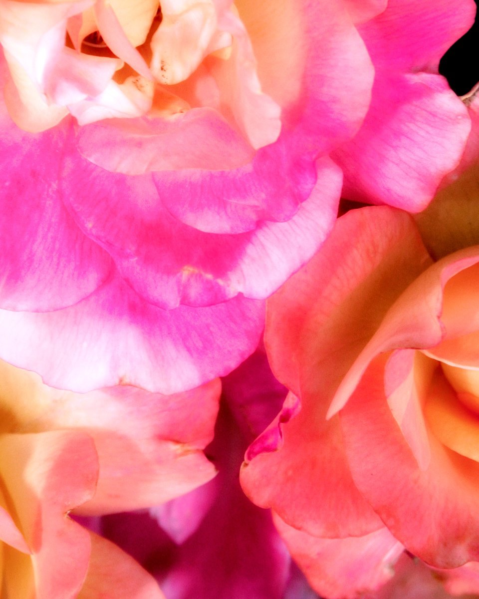 Impressionistic Botanical Photograph By William Dey, 18 X 22", Getting Lost In Pink Petals, Original Artwork