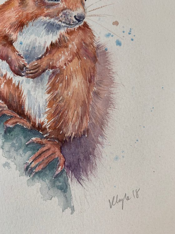 Red squirrel Watercolour