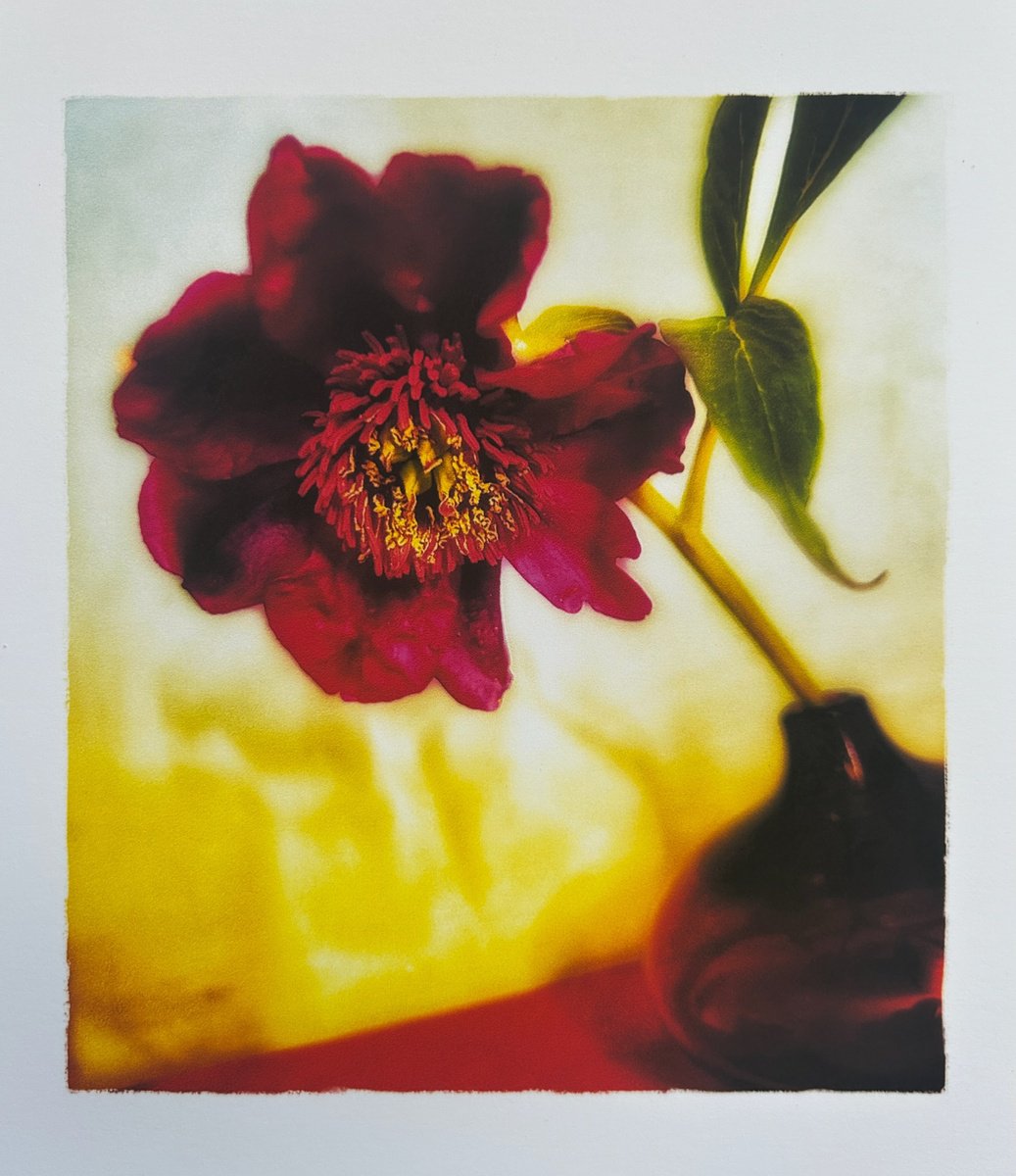 Expressive Botanical Photograph By Sarah Parsons, 12 X 14", One Ruby Peony, Original Artwork