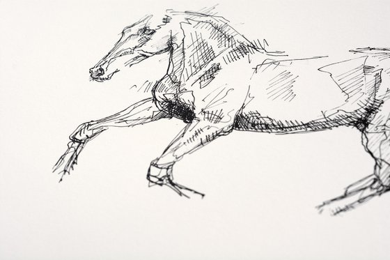 Equine Nude 24a