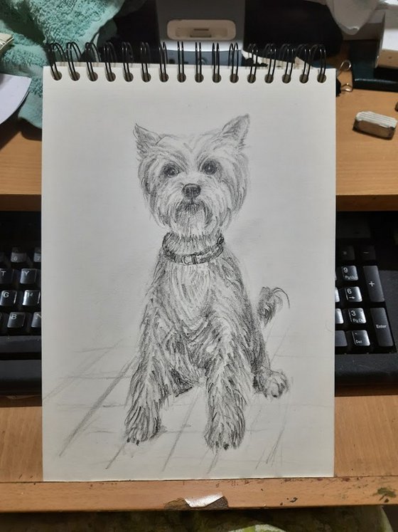 Yorkshire Terrier Pet Dog sketch