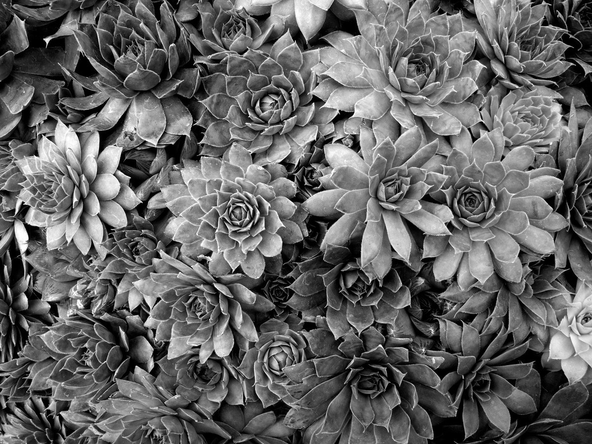 Photorealistic Botanical Photograph By Robert Tolchin, 20 X 16", Botanical #2299, Original Artwork