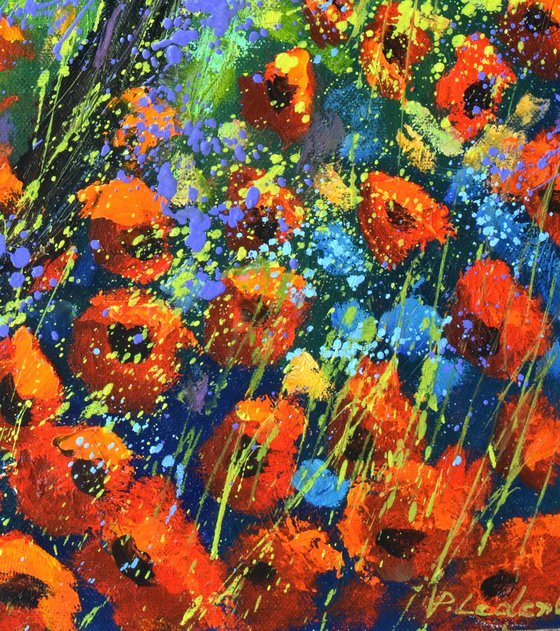 Red poppies 5623