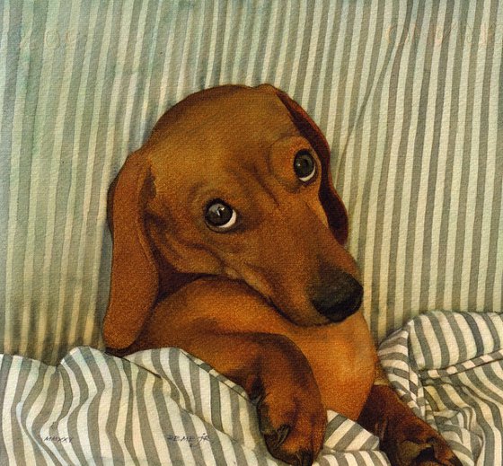 Dachshund VI