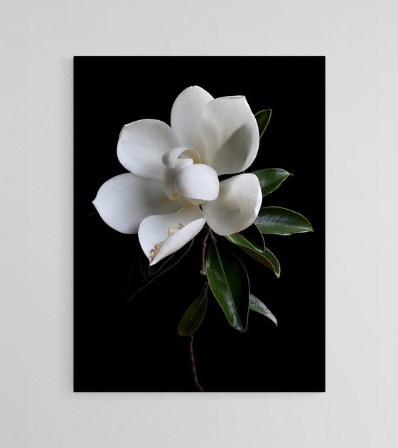 White Magnolia