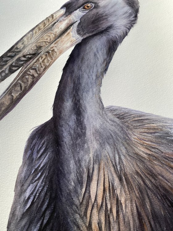 African Openbill Stork